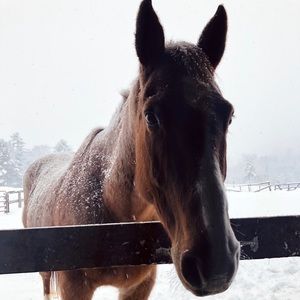 ISO Western Horse Tack